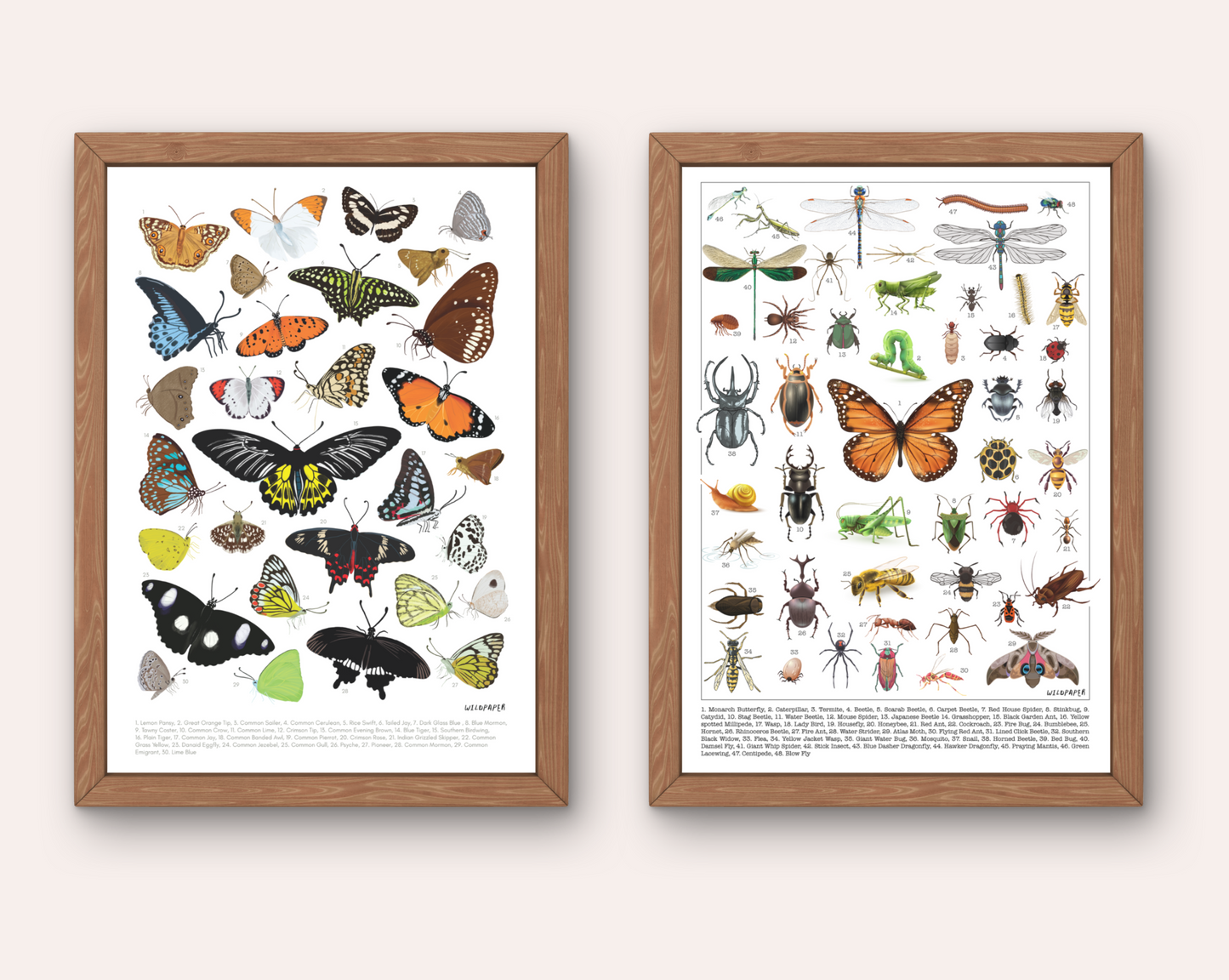 Backyard Butterflies & Creepy Crawly - Non Tearable Poster Combo