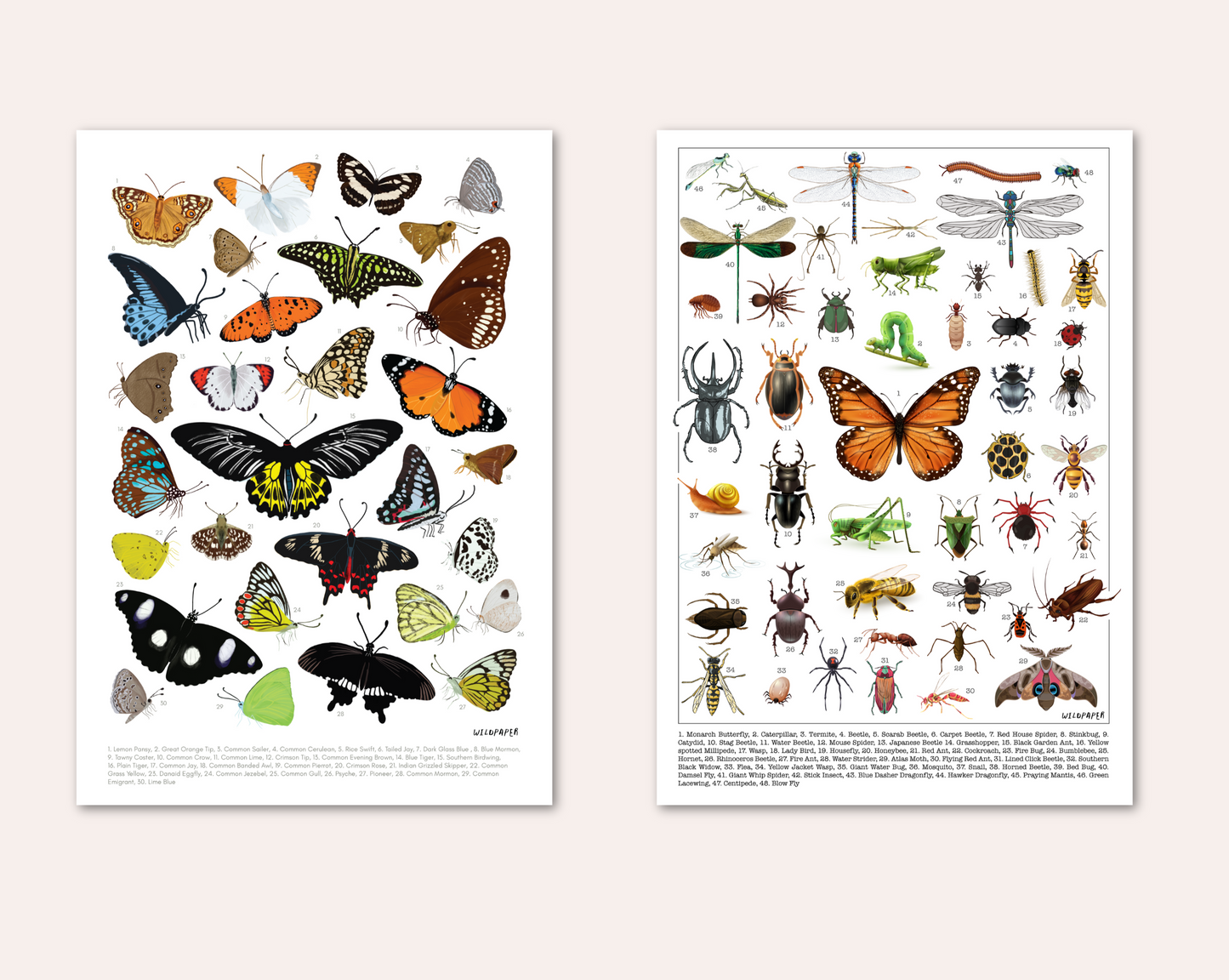 Backyard Butterflies & Creepy Crawly - Non Tearable Poster Combo