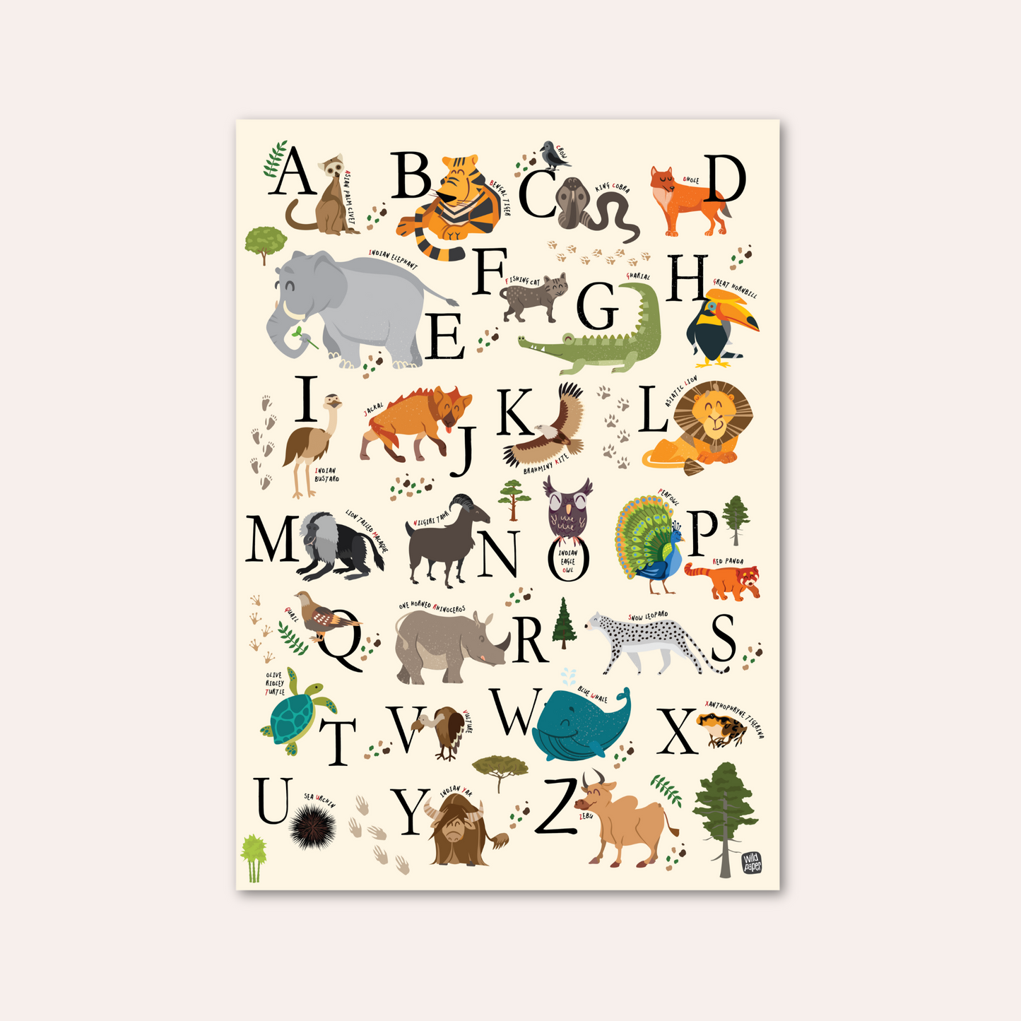 Indian Wildlife Alphabets - Non Tearable Poster