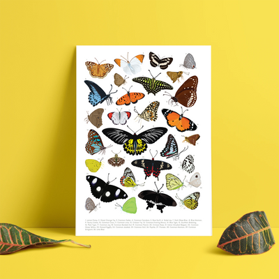 Backyard Birds & Butterflies - Non Tearable Poster Combo