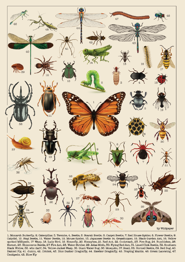 Creepy Crawlies & Winged Wonders  - Non Tearable Poster