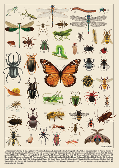 Creepy Crawlies & Winged Wonders  - Non Tearable Poster
